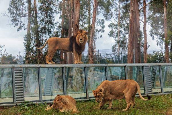 Zoo Santo Inácio: Uma Janela para a Vida Selvagem